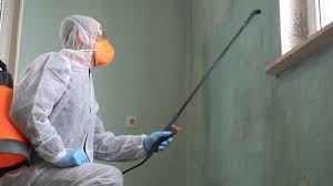 Best Black Mold Removal  in Fivepointville, PA